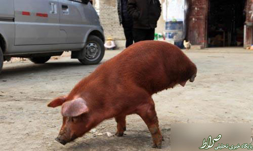 کشف یک خوک دو پا در چین +عکس