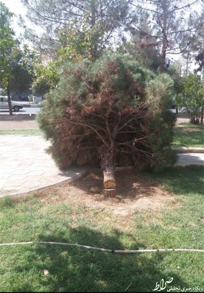 قطع شبانه درخت کهنسال در سمنان +عکس