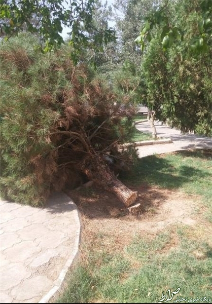 قطع شبانه درخت کهنسال در سمنان +عکس