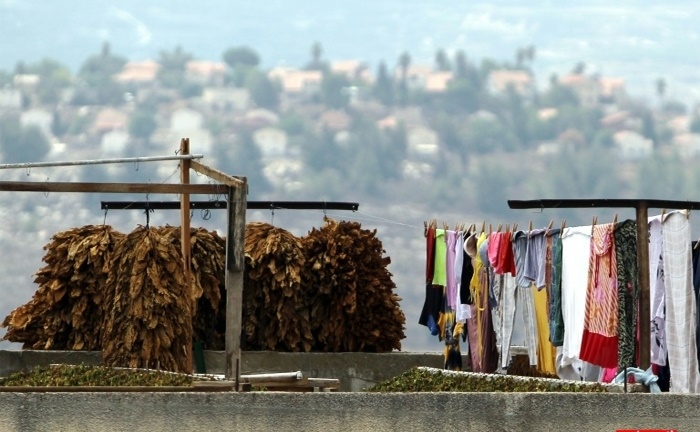 عکس/ شغلی عجیب در فلسطین عکس/ شغلی عجیب در فلسطین