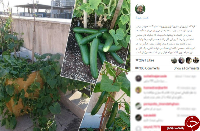 عکس/ سبزی کاری رسایی روی پشت بام عکس/ سبزی کاری رسایی روی پشت بام