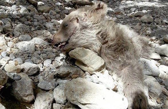 مرگ یک توله‌ خرس در ایذه +تصاویر