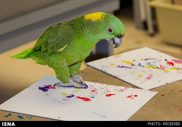 حیواناتی که نقاشی می‌کشند +تصاویر
