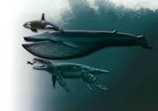 کشف جمجمه یک نهنگ باستانی +عکس