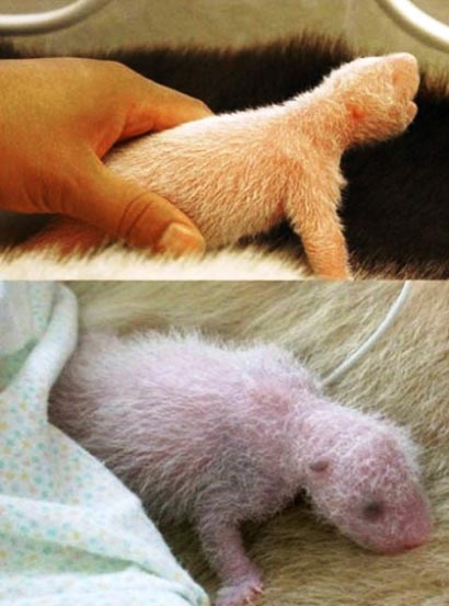 تصاویر جالب از به دنیا آمدن نوزاد پاندا