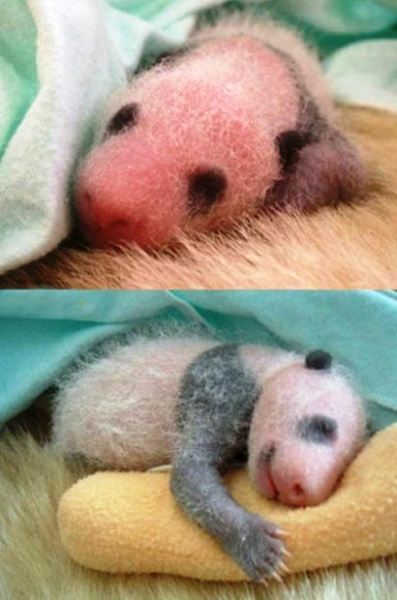 تصاویر جالب از به دنیا آمدن نوزاد پاندا