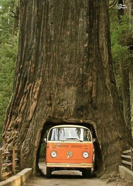 عکس/ متفاوت ترین تونل دنیا