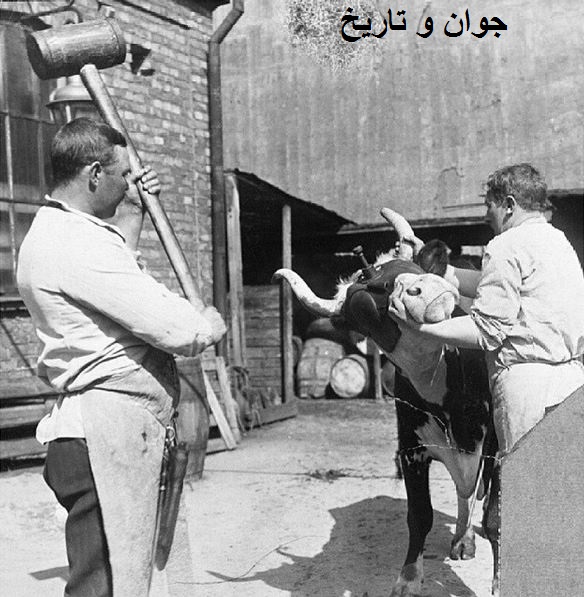 عکس/ قصابی به روش سوئدی