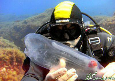 تصویری زیبا از ماهی شیشهای! تصویری زیبا از ماهی شیشهای!