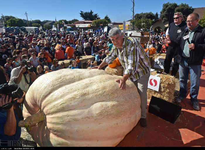 عکس/ کدو تنبل به وزن 893 کیلو گرم