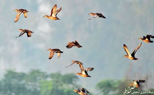 صید غیرقانونی پرندگان در فریدونکنار +تصاویر