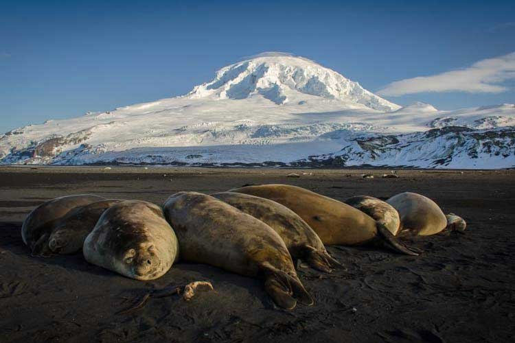جزیره آتشفشانی هرد، استرالیا