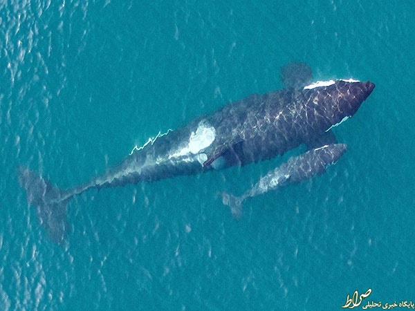 تصاویر هوایی زیبا از نهنگ قاتل