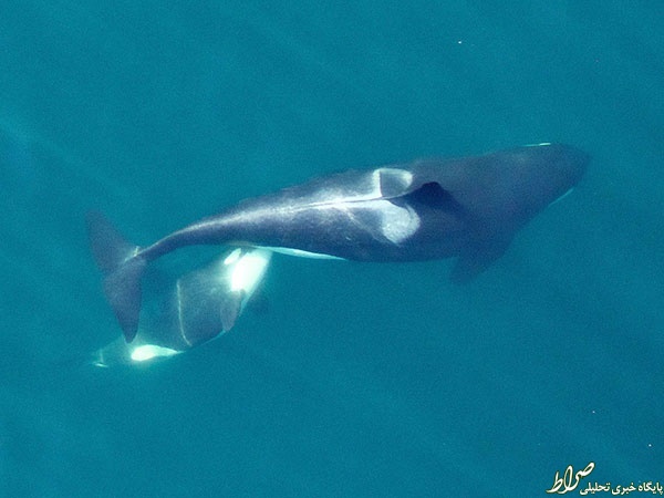 تصاویر هوایی زیبا از نهنگ قاتل