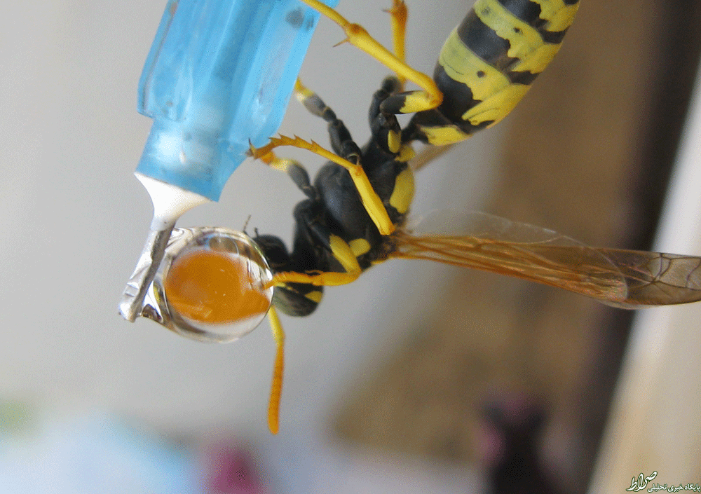 عکس/ لحظه زیبا از آب خوردن زنبور