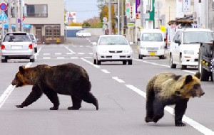 عکس/رفت‌وآمد خرس‌ها درخیابان‌های ژاپن