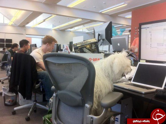 سگ زاکربرگ پشت میز کارش +عکس