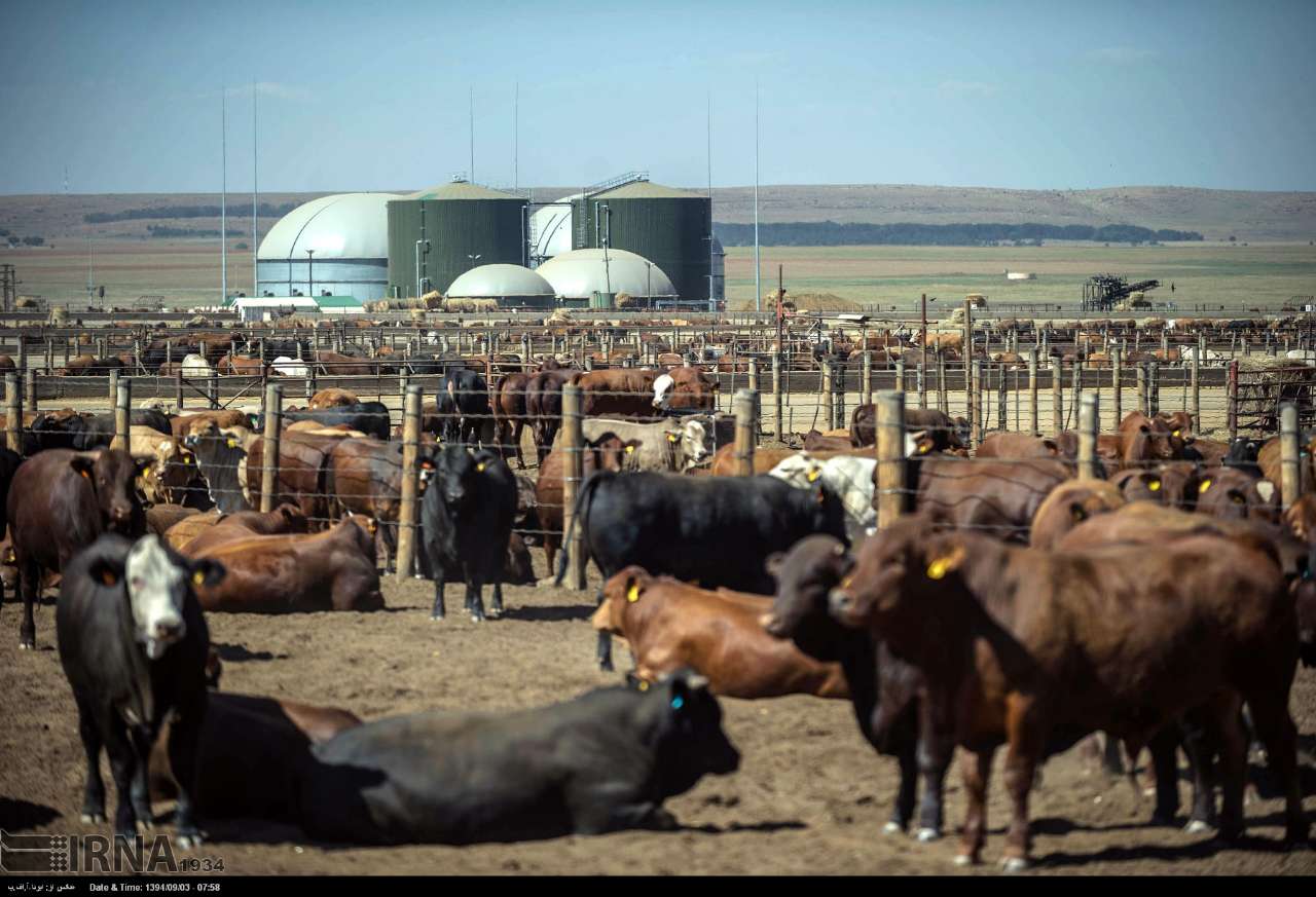 عکس/ تولید انرژی با استفاده از پهن گاو