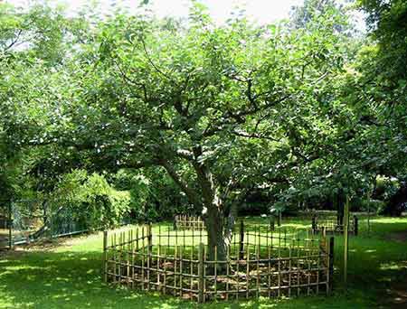 درخت سیب معروف نیوتن / تصاویر