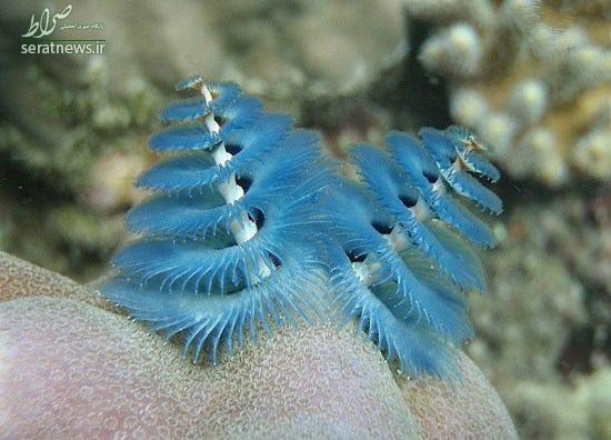 عکس/ کرم درخت کریسمس!