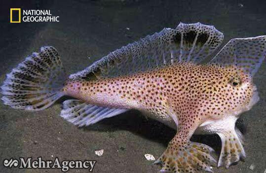 عکس/ ماهی جالب با باله‌هایی عجیب