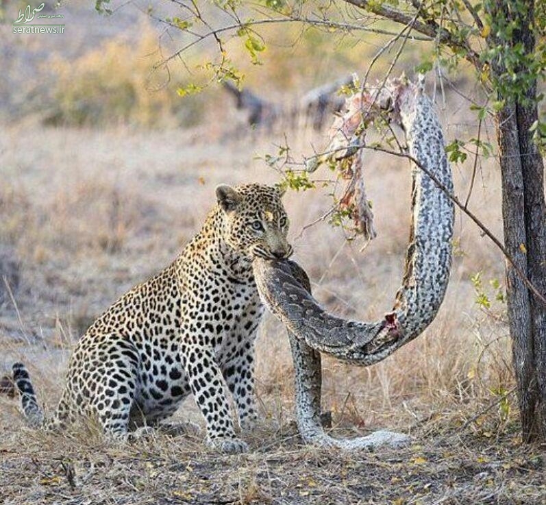 عکس/ نمایی از شکار مار پیتون توسط پلنگ
