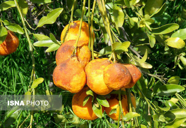 نارنگی‌های کپک زده روی دست کشاورزان +عکس