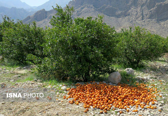 نارنگی‌های کپک زده روی دست کشاورزان +عکس