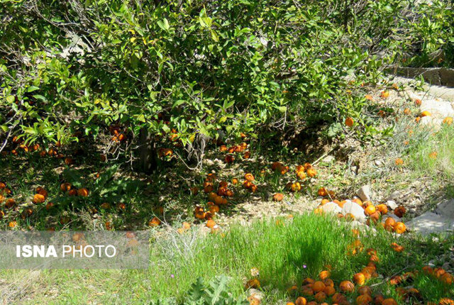 نارنگی‌های کپک زده روی دست کشاورزان +عکس
