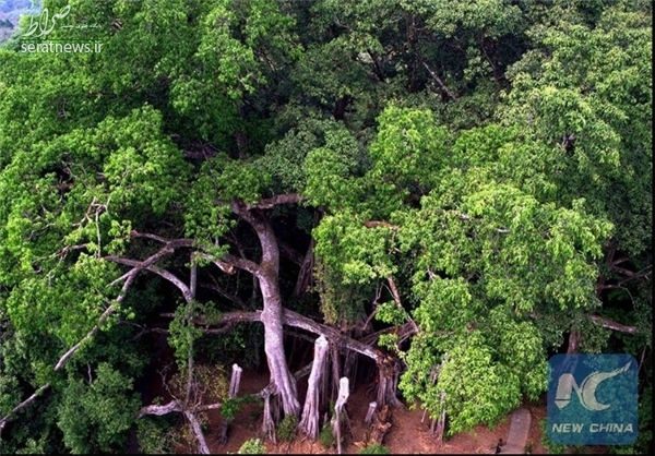 کهنسال‌ترین درخت انجیر جهان+تصاویر