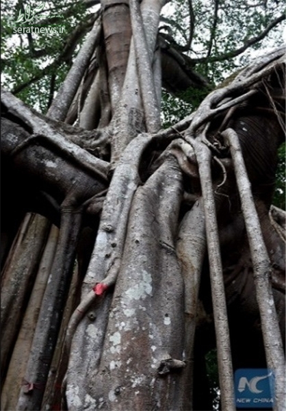 کهنسال‌ترین درخت انجیر جهان+تصاویر