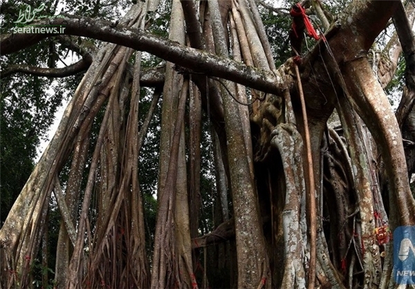 کهنسال‌ترین درخت انجیر جهان+تصاویر