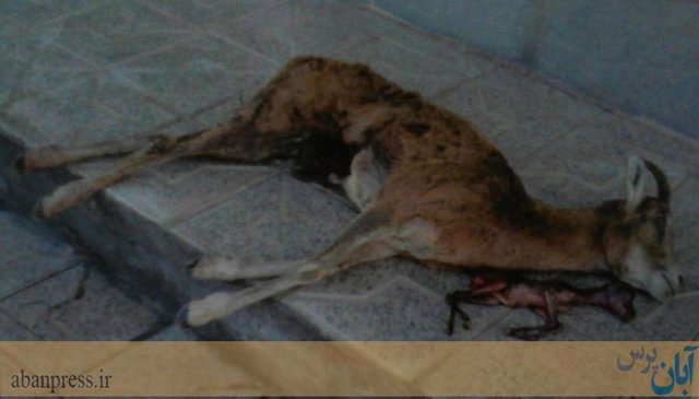 اقدام منزجرکنندۀ یک شکارچی در کرمان +عکس