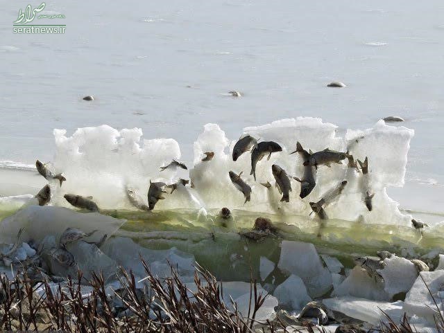 تصویری عجیب از یخ زدن ماهی‌ها