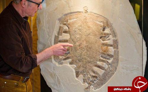 عکس/ فسیل 150میلیون ساله یک لاکپشت عکس/ فسیل 150میلیون ساله یک لاکپشت