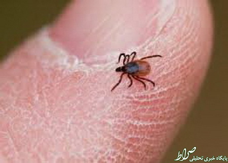 عکس/ ناقل ویروس تب کنگو در سیستان