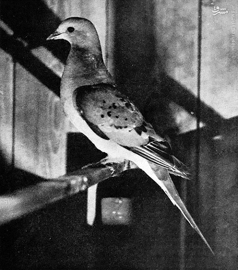 عکس/ آخرین کبوتر وحشی دنیا