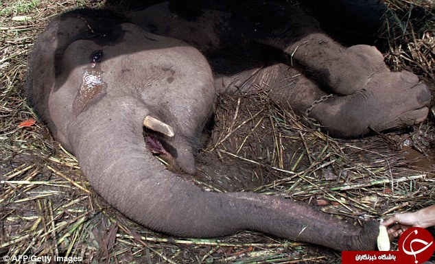 اشک‌های یک فیل قبل از مردن +تصاویر