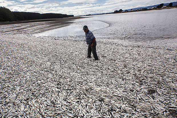 عکس/ مرگ هزاران ماهی ساردین در شیلی عکس/ مرگ هزاران ماهی ساردین در شیلی