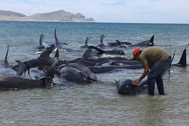عکس/ خودکشی ۲۷ نهنگ خلبان