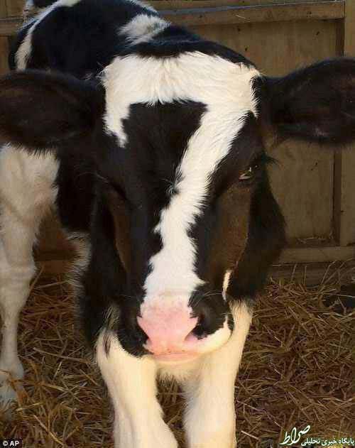 عکس/ علت جالب شهرت این گاو!