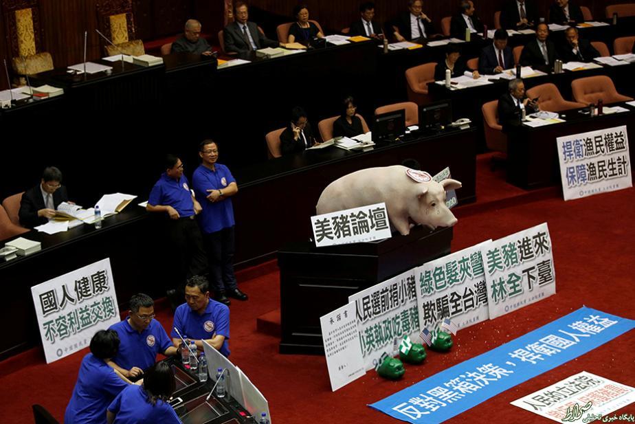 عکس/ خوک در تریبون پارلمان تایوان