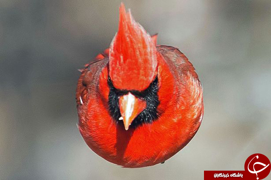 «Angry Birds» در جهان واقعی + تصاویر «Angry Birds» در جهان واقعی + تصاویر