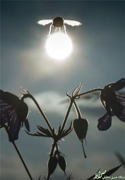 عکس/ وقتی زنبور سوار خورشید می‌شود