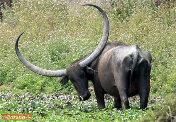 عکس/ درازشاخ‌ترین بوفالوی دنیا