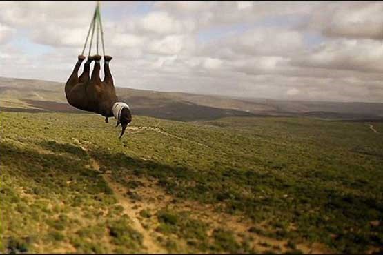 عکس/  نجات کرگدن با بالگرد عکس/  نجات کرگدن با بالگرد