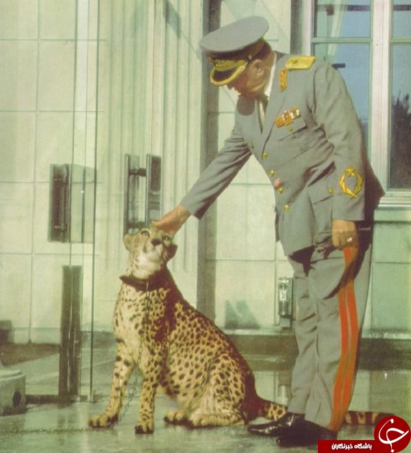 عکس/ حیوان‌خانگی رئیس‌جمهور یوگوسلاوی