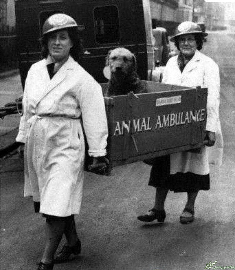 عکس/ آمبولانس حیوانات در سال 1940