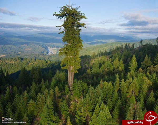 عکس/ بلندترین درخت روی زمین عکس/ بلندترین درخت روی زمین