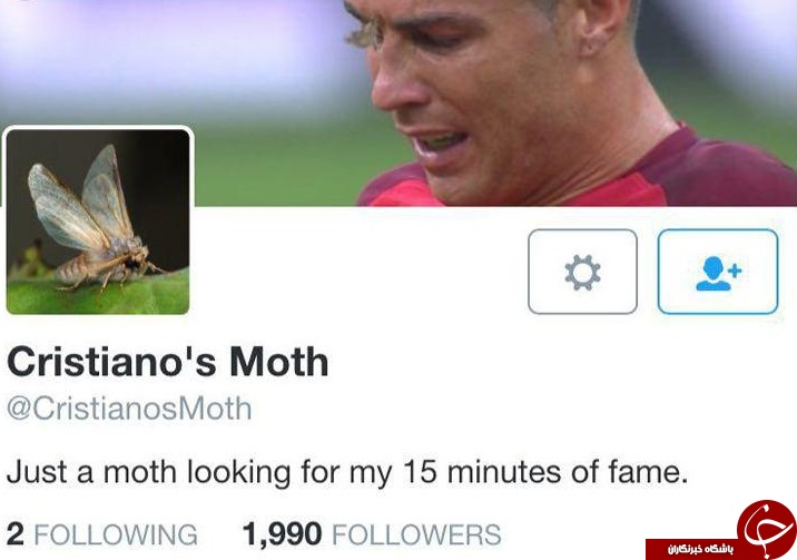 عکس/ شب‌پره‌ای با هزاران فالوئر!